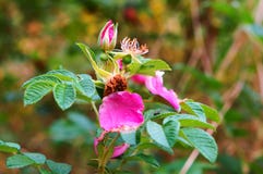 Los pétalos de rosas salvajes en los arbustos foto de archivo libre de regalías Los pétalos de rosas salvajes en los arbustos foto de archivo libre de regalías