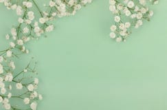 Los ramos de un gypsophila blanco florecen en un pálido - fondo verde Imagenes de archivo Los ramos de un gypsophila blanco florecen en un pálido - fondo verde Imagenes de archivo