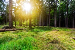 Los rayos de sol vierten a través de árboles en bosque fotografía de archivo libre de regalías Los rayos de sol vierten a través de árboles en bosque fotografía de archivo libre de regalías