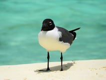 Los Roques, plage des Caraïbes : Mouette sur la plage photos libres de droits Los Roques, plage des Caraïbes : Mouette sur la plage photos libres de droits