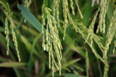 Los tallos y los puntos del arroz se fotografían detalladamente imagenes de archivo Los tallos y los puntos del arroz se fotografían detalladamente imagenes de archivo