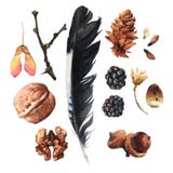 Los tesoros de la naturaleza libre illustration Los tesoros de la naturaleza libre illustration