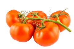 Los tomates agrupan aislado en el cierre blanco del fondo para arriba imagenes de archivo Los tomates agrupan aislado en el cierre blanco del fondo para arriba imagenes de archivo