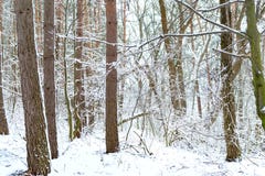 Los árboles cerca del río se cubren con la nieve blanca imagen de archivo libre de regalías Los árboles cerca del río se cubren con la nieve blanca imagen de archivo libre de regalías