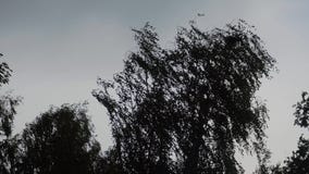 Los ?rboles se est?n sacudiendo en el viento El hurac?n comienza Los ?rboles son visibles como siluetas contra el cielo Muy atmos metrajes Los ?rboles se est?n sacudiendo en el viento El hurac?n comienza Los ?rboles son visibles como siluetas contra el cielo Muy atmos metrajes