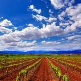 Losu Angeles Rioja winnicy pola w sposobie święty James zdjęcie stock Losu Angeles Rioja winnicy pola w sposobie święty James zdjęcie stock