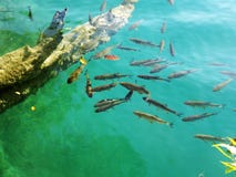 Lot of fishes in the lake Stock Photo Lot of fishes in the lake Stock Photo