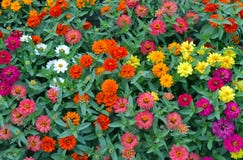 A lot of multicolored blossoming zinnias royalty free stock photography A lot of multicolored blossoming zinnias royalty free stock photography