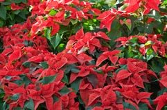 Lot Of Poinsettias Stock Images