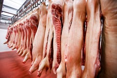 A much of chopped fresh raw pork meat hanging and arranged in row, in processing deposit in a refrigerator, in a meat factory. stock image A much of chopped fresh raw pork meat hanging and arranged in row, in processing deposit in a refrigerator, in a meat factory. stock image