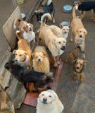 A lot of stray dogs