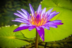Loto viola con coregone lavarello giallo Chiuda sul ‘King porpora ibrido del fiore di loto di Siam’, un tropicale waterlily c fotografia stock libera da diritti Loto viola con coregone lavarello giallo Chiuda sul ‘King porpora ibrido del fiore di loto di Siam’, un tropicale waterlily c fotografia stock libera da diritti