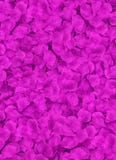 Lots of red petals laying on a floor Stock Photography Lots of red petals laying on a floor Stock Photography