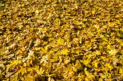 Yellow maple leaves for background stock images Yellow maple leaves for background stock images