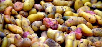 Lotti delle patate da vendere al mercato fotografia stock Lotti delle patate da vendere al mercato fotografia stock