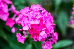 Lotti di piccoli fiori porpora fotografie stock libere da diritti Lotti di piccoli fiori porpora fotografie stock libere da diritti