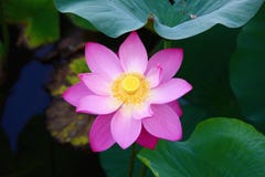 lotus photo stock lotus photo stock