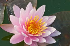 Lotus Lotus