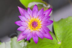 Lotus-bloem lilly purple op water Hoogste mening stock afbeeldingen Lotus-bloem lilly purple op water Hoogste mening stock afbeeldingen
