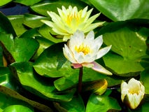 Lotus-bloemen het bloeien stock fotografie Lotus-bloemen het bloeien stock fotografie