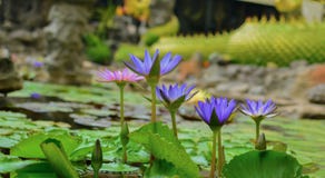 Lotus blommor blommar i p?len royaltyfria bilder Lotus blommor blommar i p?len royaltyfria bilder