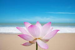 Lotus Blossom On Beach Stock Photos