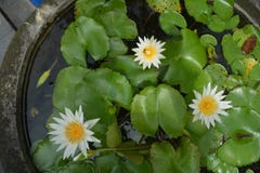 Lotus-Blumen im Garten stockfotos Lotus-Blumen im Garten stockfotos