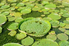 Lotus de flottement énorme, nénuphar d'Amazone de géant Photo libre de droits Lotus de flottement énorme, nénuphar d'Amazone de géant Photo libre de droits