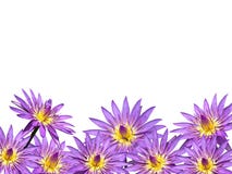 Lotus Flower Royalty Free Stock Image Lotus Flower Royalty Free Stock Image