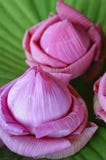 Lotus Flower Stock Photos