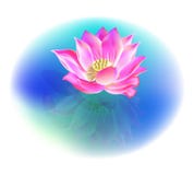 Lotus Flower Royalty Free Stock Photos