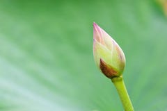Lotus Flower Bud Stock Photography Lotus Flower Bud Stock Photography