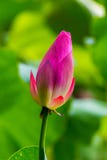 Lotus Flower Bud Stock Foto's Lotus Flower Bud Stock Foto's