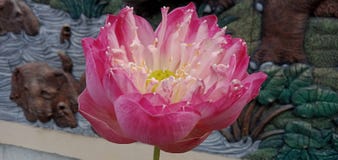The lotus flower is in full bloom, beautiful pink color with a dark blur background.