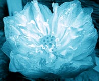 Lotus flower in full bloom, light blue color, beautiful, blurry background, dark