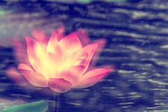 Lotus Flower and green leaf Royalty Free Stock Photo Lotus Flower and green leaf Royalty Free Stock Photo
