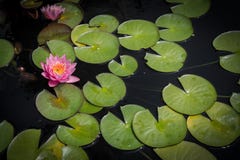 Lotus Flower and Lilypads Royalty Free Stock Photo Lotus Flower and Lilypads Royalty Free Stock Photo