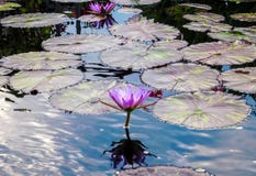 Lotus Flower lindo fotografia de stock Lotus Flower lindo fotografia de stock