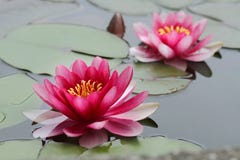 Lotus Flowers Stock Photos