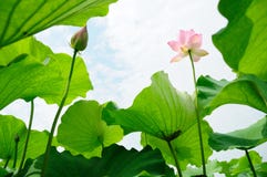 Lotus Flowers Royalty Free Stock Image Lotus Flowers Royalty Free Stock Image