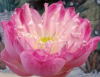 Lotus flowers in full bloom, beautiful pink color, blurred background