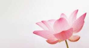 Lotus In Soft And Vintage Color Style On Mulberry Paper Texture Royalty Free Stock Photo Lotus In Soft And Vintage Color Style On Mulberry Paper Texture Royalty Free Stock Photo