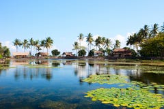 Lotus lagoon in Bali