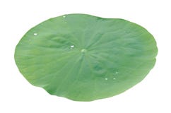 Lotus Leaf Royalty Free Stock Photos