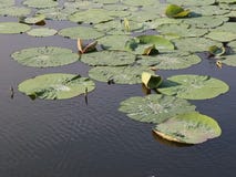 Lotus Leaves Lotus Leaves