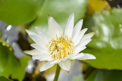 Lotus mit Bienen lizenzfreies stockfoto Lotus mit Bienen lizenzfreies stockfoto