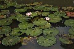 Lotus nei giardini botanici di Bogor, Indonesia fotografia stock libera da diritti Lotus nei giardini botanici di Bogor, Indonesia fotografia stock libera da diritti