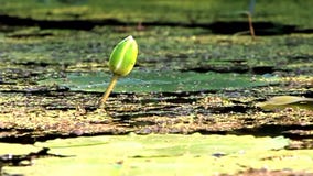 Lotus pączek w bagnie zbiory wideo Lotus pączek w bagnie zbiory wideo