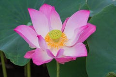 Lotus rosado que florece en el agua imagen de archivo libre de regalías Lotus rosado que florece en el agua imagen de archivo libre de regalías