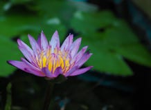 Lotus rose dans l'étang photographie stock libre de droits Lotus rose dans l'étang photographie stock libre de droits